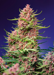 SWSCSF1FV003 - SWEET SEEDS - STRAWBERRY COLA SHERBET F1 FAST VERSION® FEM (SWS106) | 3+1 SEMI