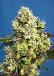 SWSGA100 - SWEET SEEDS - SWEET GELATO AUTO FEM® (SWS76) | 100 SEMI