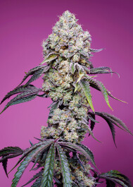 SWSMZF1FV005 - SWEET SEEDS - SWEET MANDARINE ZKITTLEZ F1 FAST VERSION® FEM (SWS105) | 5+2 SEMI