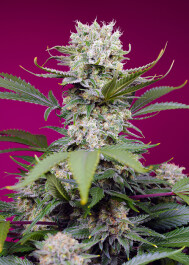 SWSMZXLA005 - SWEET SEEDS - SWEET MANDARINE ZKITTLEZ XL AUTO® FEM (SWS102) | 5+2 SEMI