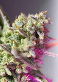 SWSMMXLA25 - SWEET SEEDS - SWEET MIMOSA XL AUTO® FEM (SWS94) | 25 SEMI