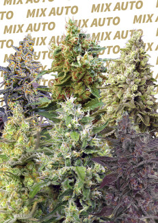 SWSMA10 - SWEET SEEDS - SWEET MIX AUTO® (SWS27) | 10 SEMI