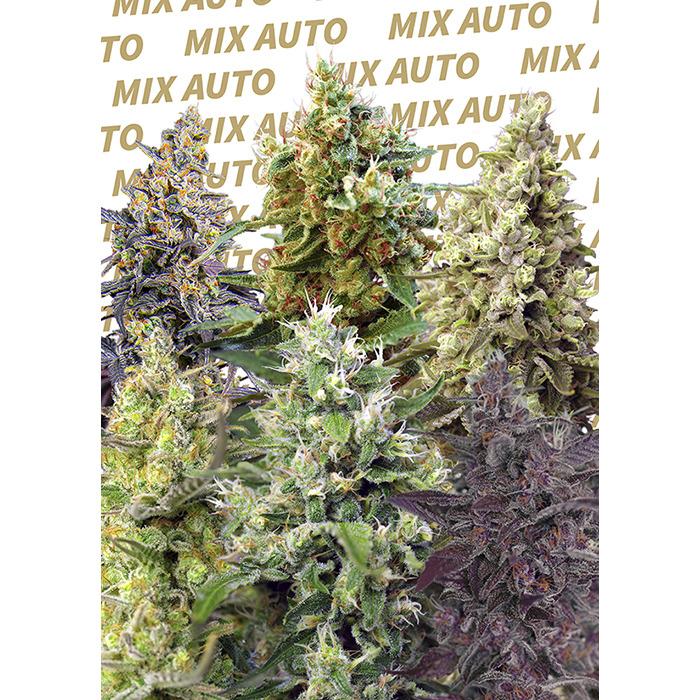SWSMA10 - SWEET SEEDS - SWEET MIX AUTO® (SWS27) | 10 SEMI