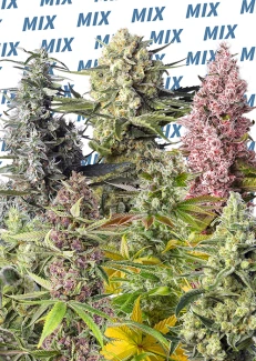 SWSMF10 - SWEET SEEDS - SWEET MIX FEM | 10 SEMILLAS