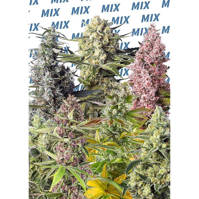 SWSMF10 - SWEET SEEDS - SWEET MIX FEM | 10 SEMI