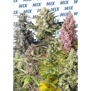 SWSMF10 - SWEET SEEDS - SWEET MIX FEM | 10 SEMILLAS