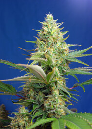 SWSPCPA5 - SWEET SEEDS - SWEET PURE AUTO CBD® FEM (SWS65) | 5+2 SEMI