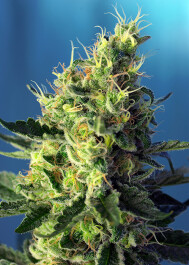 SWSPCP5 - SWEET SEEDS - SWEET PURE CBD® FEM (SWS65) | 5+2 SEMI