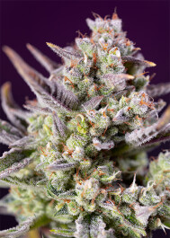 SWSZXLA3 - SWEET SEEDS - SWEET ZENZATION XL AUTO® FEM (SWS100) | 3+1 SEMI
