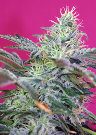 SWCHA100 - SWEET SEEDS - SWEET CHEESE AUTO® FEM (SWS33) | 100 SEMI