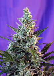 SWSKA5 - SWEET SEEDS - SWEET SKUNK AUTO® (SWS34) | 5+2 SEMI
