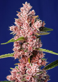 SWTPFVP5 - SWEET SEEDS - TROPICANNA POISON F1 FAST VERSION® FEM (SWS585) | 5+2 SEMI
