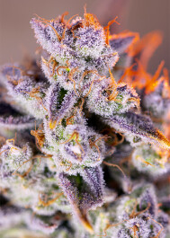 SWTPXLA5 - SWEET SEEDS - TROPICANNA POISON XL AUTO® FEM (SWS95) | 5+2 SEMI