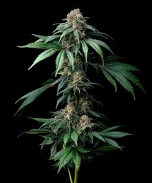 BF2008003 - BARNEY'S FARM - MENDO BREATH FEM | 3 SEMI