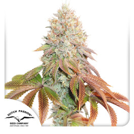 DP10972 - DUTCH PASSION - AUTO BANANA BLAZE FEM | 7 SEMI