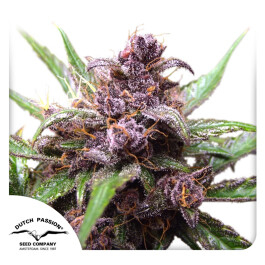 DP7632 - DUTCH PASSION - AUTO BLACKBERRY KUSH FEM | 3 SEMI