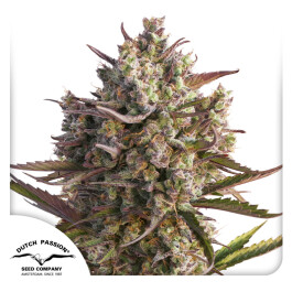 DP5872 - DUTCH PASSION - AUTO BLUEBERRY FEM | 7 SEMI