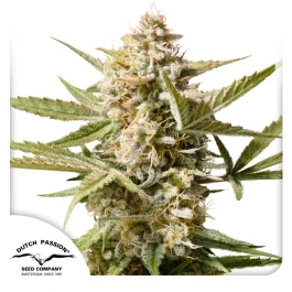 DP9372 - DUTCH PASSION - AUTO CINDERELLA JACK | 7 SEMILLAS