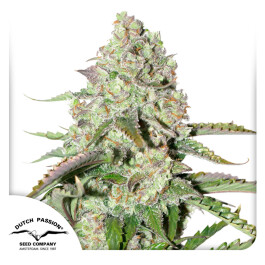 DP8632 - DUTCH PASSION - AUTO COLORADO COOKIES® FEM | 3 SEMI