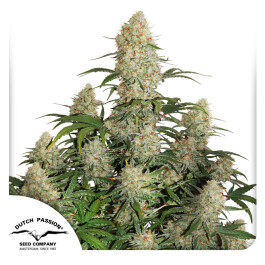 DP991002 - DUTCH PASSION - AUTO CRITICAL ORANGE PUNCH FEM | 100 SEMI