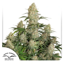 DP991002 - DUTCH PASSION - AUTO CRITICAL ORANGE PUNCH FEM | 100 SEEDS