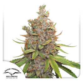 DP8872 - DUTCH PASSION - AUTO GLUEBERRY OG FEM | 7 SEMI