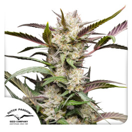DP12872 - DUTCH PASSION - AUTO MIMOSA PUNCH | 7 SEMI