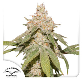 DP13472 - DUTCH PASSION - AUTO SFV OG FEM | 7 SEMI