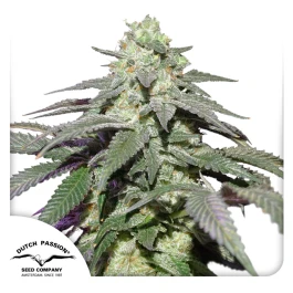DP12032 - DUTCH PASSION - AUTO SKYWALKER HAZE FEM | 3 SEMILLAS