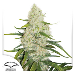 DP8332 - DUTCH PASSION - AUTO THINK BIG® FEM | 3 SEMI