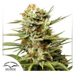 DP7212 - DUTCH PASSION - AUTO WHITE WIDOW FEM | 1 SEME Disponibili fino a fine scorte