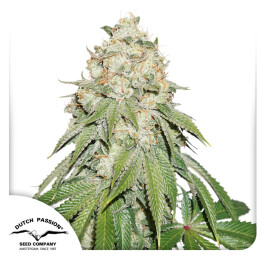 DP1081002 - DUTCH PASSION - BANANA BLAZE FEM | 100 SEMI