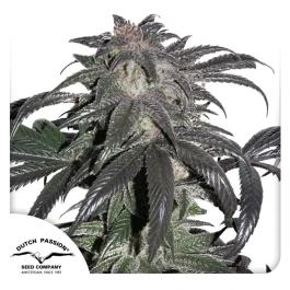DP9552 - DUTCH PASSION - BUBBA ISLAND KUSH FEM | 5 SEMILLAS Disponible hasta fin de existencias