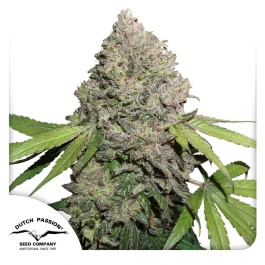 DP9632 - DUTCH PASSION - CBD CHARLOTTE'S ANGEL FEM - 3 SEEDS