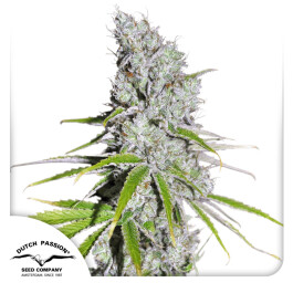 DP671002 - DUTCH PASSION - CBD SKUNK HAZE FEM | 100 SEMI