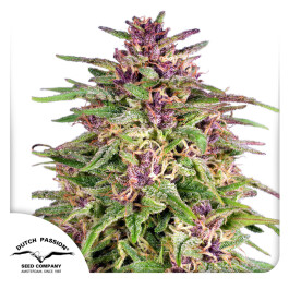 DP0502 - DUTCH PASSION - FRISIAN DEW FEM | 10 SEMI