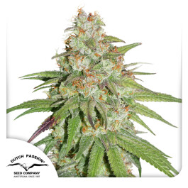 DP8702 - DUTCH PASSION - GLUEBERRY OG FEM | 10 SEMI