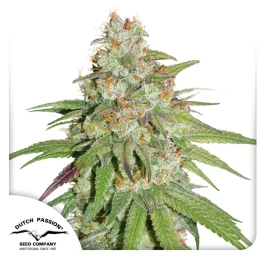 DP8732 - DUTCH PASSION - GLUEBERRY OG FEM | 3 GRAINES