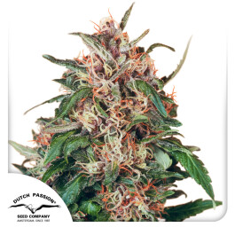 DP0302 - DUTCH PASSION - HOLLANDS HOPE FEM | 10 SEMI
