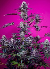 SWS54SA003 - SWEET SEEDS - STUDIO 54 STARDUST AUTO FEM (SWS116) | 3+1 SEMI