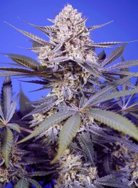 SWPSXLA003 - SWEET SEEDS - PINEAPPLE SLUSH XL AUTO FEM (SWS114) | 3+1 SEMI