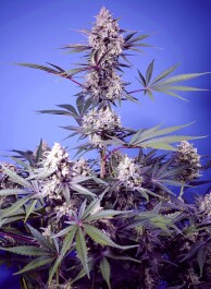 SWFVMRF1005 - SWEET SEEDS - MENTAL RAINBOW F1 FAST VERSION FEM (SWS118) | 5+2 SEMI