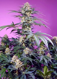 SWMMF003 - SWEET SEEDS - MONSTER MAKER FEM (SWS117) | 3+1 SEMI
