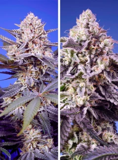 SWTDM004 - SWEET SEEDS - TROPICAL AND DELICIOUS MIX | 4 SEMI