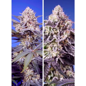 SWTDM004 - SWEET SEEDS - TROPICAL AND DELICIOUS MIX | 4 SEMI