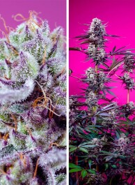 SWFDM004 - SWEET SEEDS - FRUITY AND DELICIOUS MIX | 4 SEMI