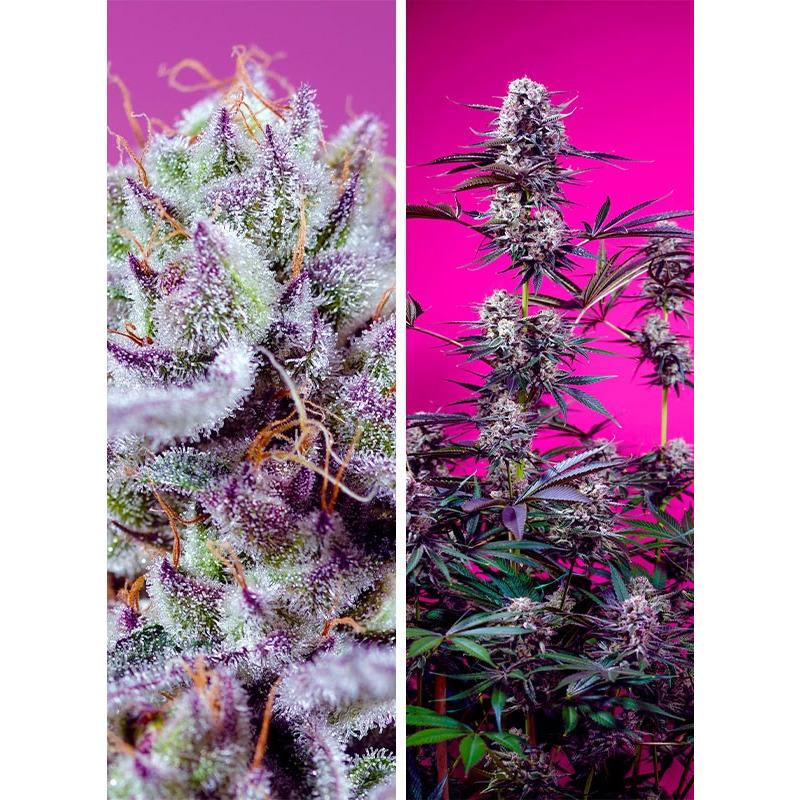 SWFDM004 - SWEET SEEDS - FRUITY AND DELICIOUS MIX | 4 SEMI