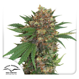 DP1902 - DUTCH PASSION - MASTER KUSH FEM | 10 SEMI