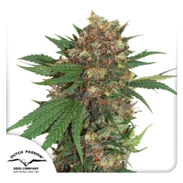 DP1932 - DUTCH PASSION - MASTER KUSH FEM | 3 GRAINES