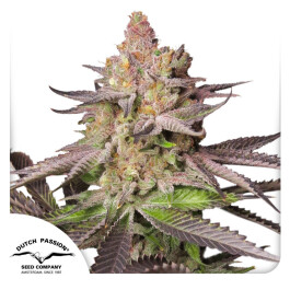 DP13812 - DUTCH PASSION - MELONADE RUNTZ FEM | 1 SEME Disponibili fino a fine scorte